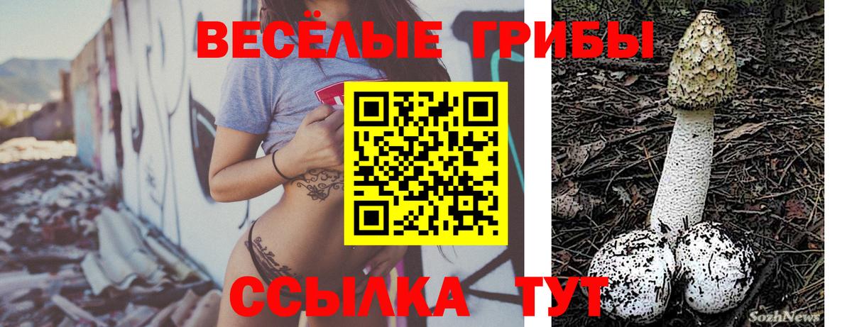 Элиста  Галлюциногенные грибы Cubensis  наркота  Вход с VPN 